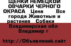 ЩЕНКИ НЕМЕЦКОЙ ОВЧАРКИ ЧЕРНОГО ОКРАСА › Цена ­ 1 - Все города Животные и растения » Собаки   . Владимирская обл.,Владимир г.